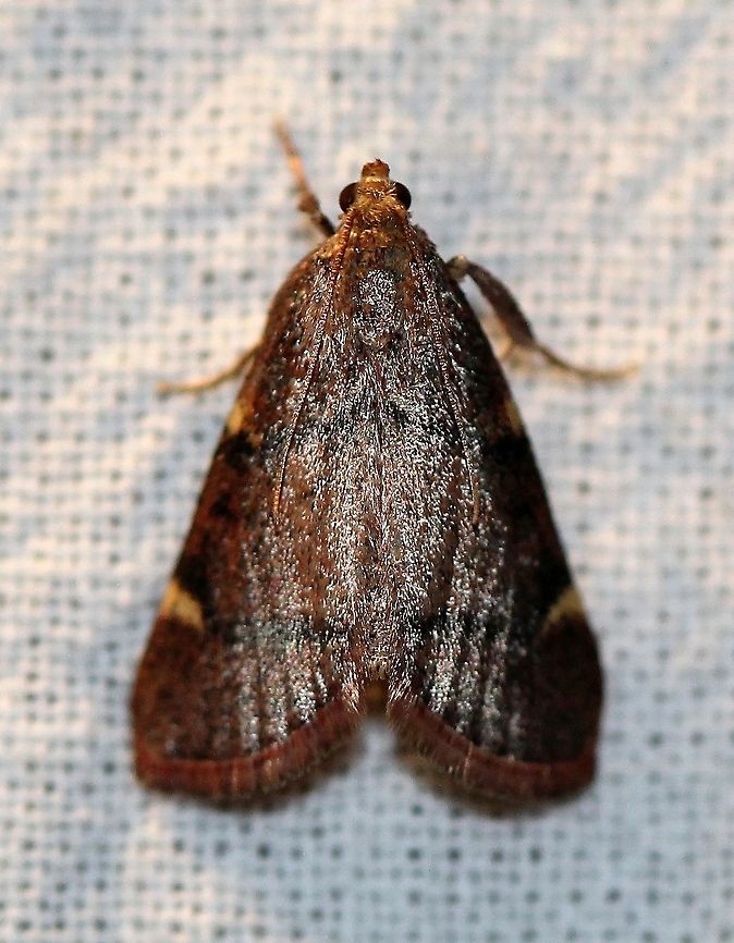 Hypsopygia thymetusalis  Geotagged,Hypsopygia thymetusalis,Lepidotera,Moth Week 2021,Pyralidae,Spring,United States,insect,moth