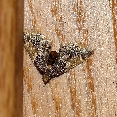 Pyralis farinalis In the kitchen Geotagged,Lepidoptera,Meal moth,Moth Week 2021,Pyralidae,Pyralis farinalis,Summer,United States,insect,moth
