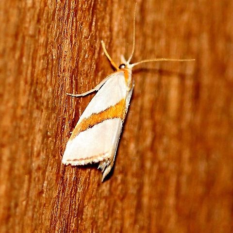 Vaxi critica (Argyria critica)  Argyria critica,Crambid Snout Moths,Crambidae,Geotagged,Lepidoptera,Moth Week 2021,Straight-lined argyria moth,Summer,United States,Vaxi critica,insect,moth