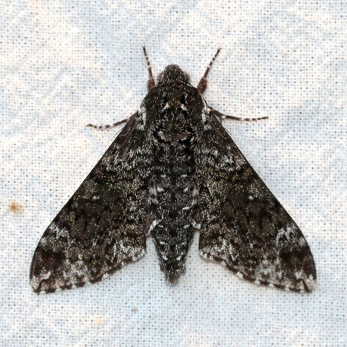 Dolba hyloeus  Dolba hyloeus,Geotagged,Lepidoptera,Moth Week 2021,Pawpaw sphinx,Sphingidae,Summer,United States,moth