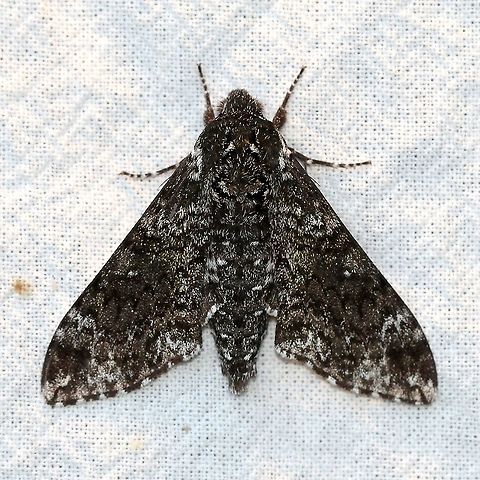 Dolba hyloeus  Dolba hyloeus,Geotagged,Lepidoptera,Moth Week 2021,Pawpaw sphinx,Sphingidae,Summer,United States,moth