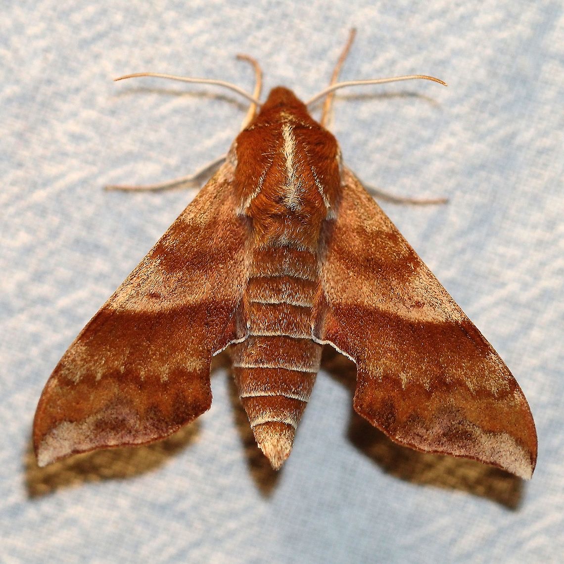 Darapsa choerilus  Azalea sphinx,Darapsa choerilus,Geotagged,Sphingidae,Spring,United States,insect,lepidoptera,moth,moth week 2021