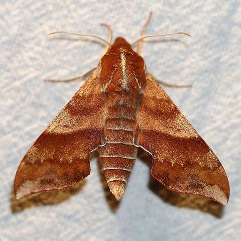 Darapsa choerilus  Azalea sphinx,Darapsa choerilus,Geotagged,Sphingidae,Spring,United States,insect,lepidoptera,moth,moth week 2021