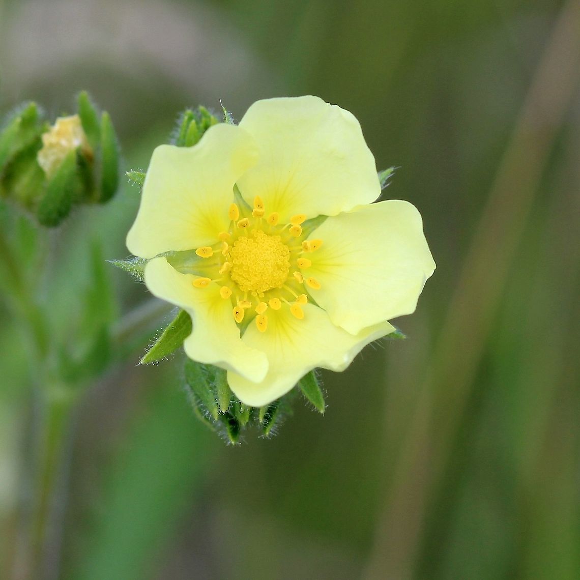 Potentilla recta (Sulfur Cinquefoil) In an old field. Geotagged,Potentilla recta,Rosaceae,Sulphur cinquefoil,Summer,United States,cinquefoil