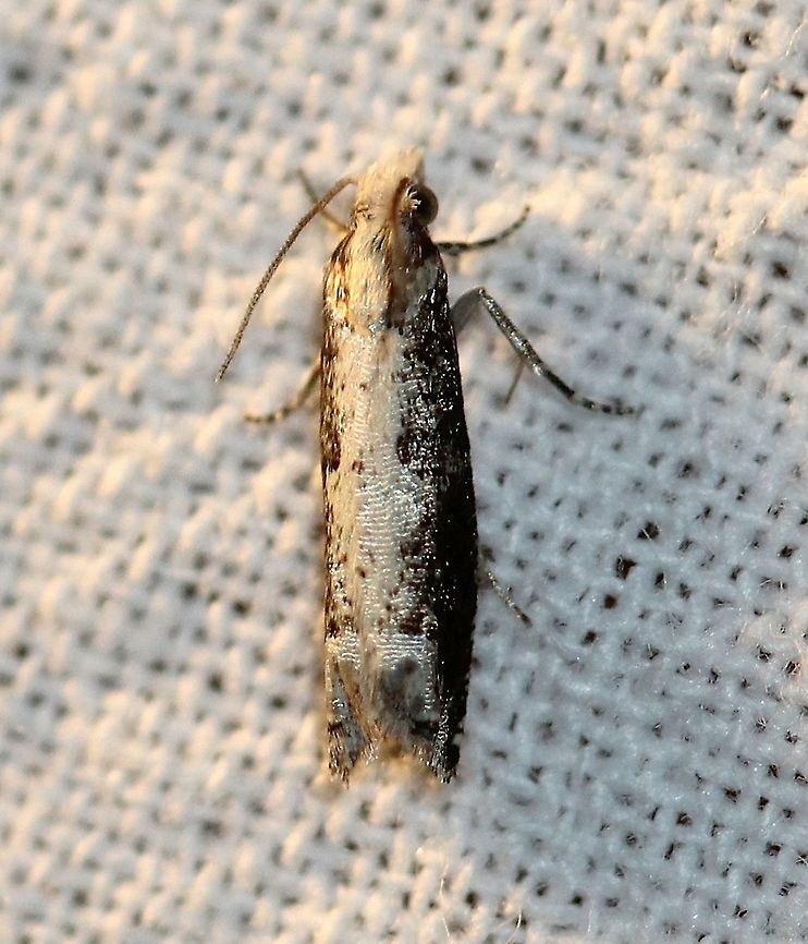 Suleima cinerodorsana  Ashy Suleima,Geotagged,Moth Week 2021,Suleima cinerodorsana,Summer,Tortricidae,United States,insect