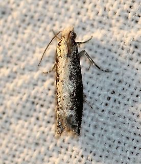 Suleima cinerodorsana  Ashy Suleima,Geotagged,Moth Week 2021,Suleima cinerodorsana,Summer,Tortricidae,United States,insect