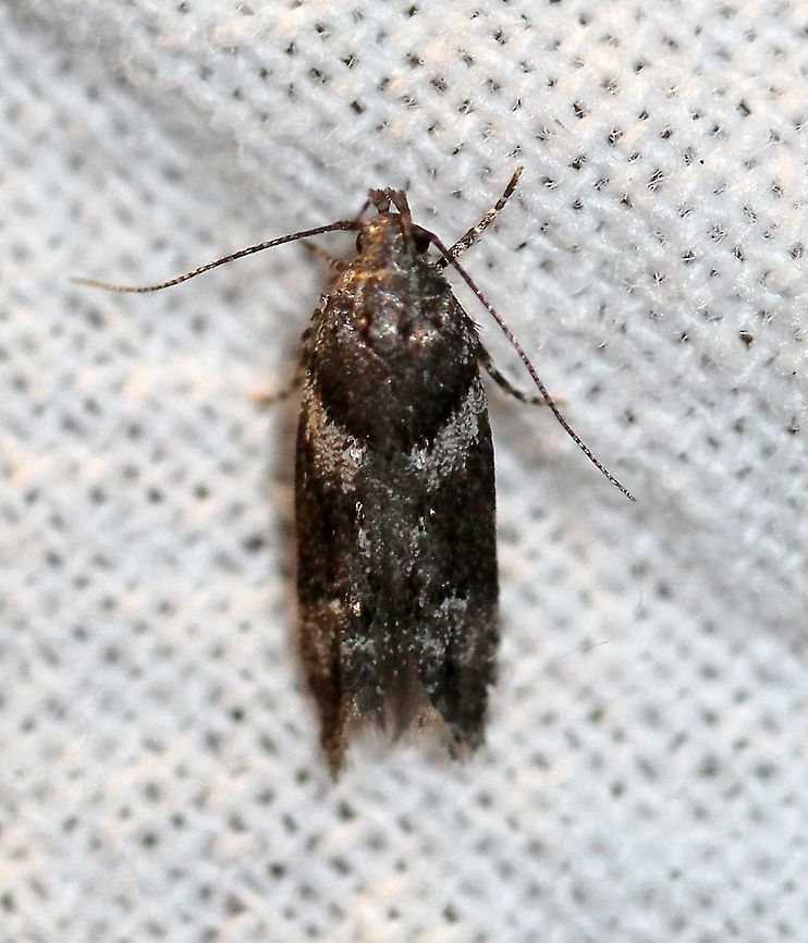 Neotelphusa praefixa  Geotagged,Moth Week 2021,Neotelphusa praefixa,Summer,United States