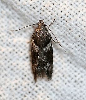 Neotelphusa praefixa  Geotagged,Moth Week 2021,Neotelphusa praefixa,Summer,United States