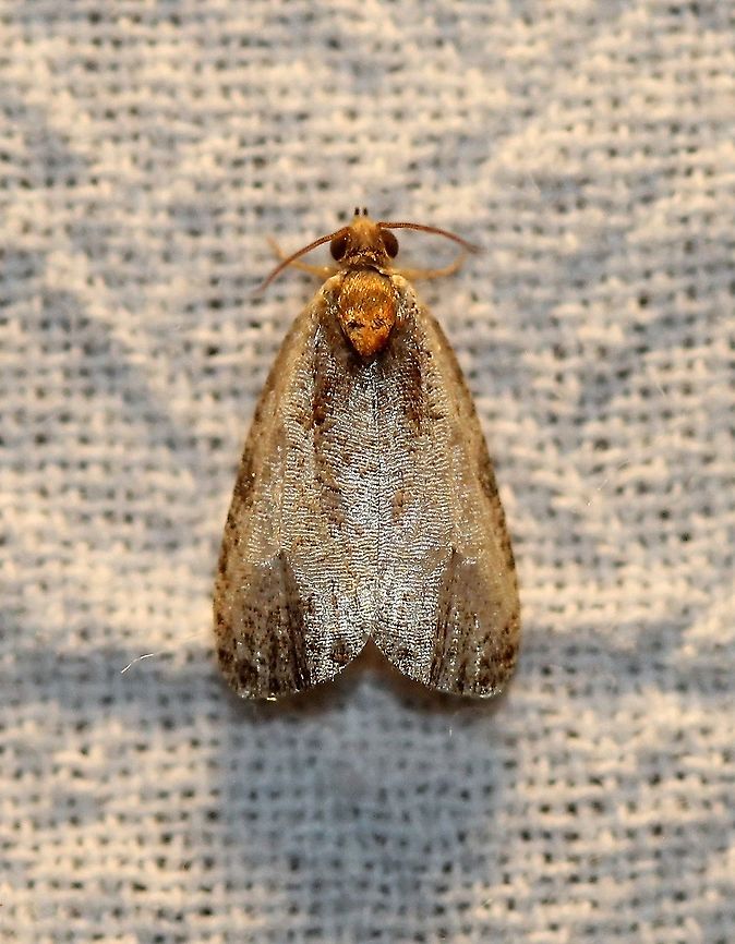 Olethreutes inornatana  Geotagged,Inornate Olethreute,Lepidoptera,Moth Week 2021,Olethreutes inornatana,Summer,United States,insect,moth