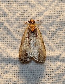 Olethreutes inornatana  Geotagged,Inornate Olethreute,Lepidoptera,Moth Week 2021,Olethreutes inornatana,Summer,United States,insect,moth