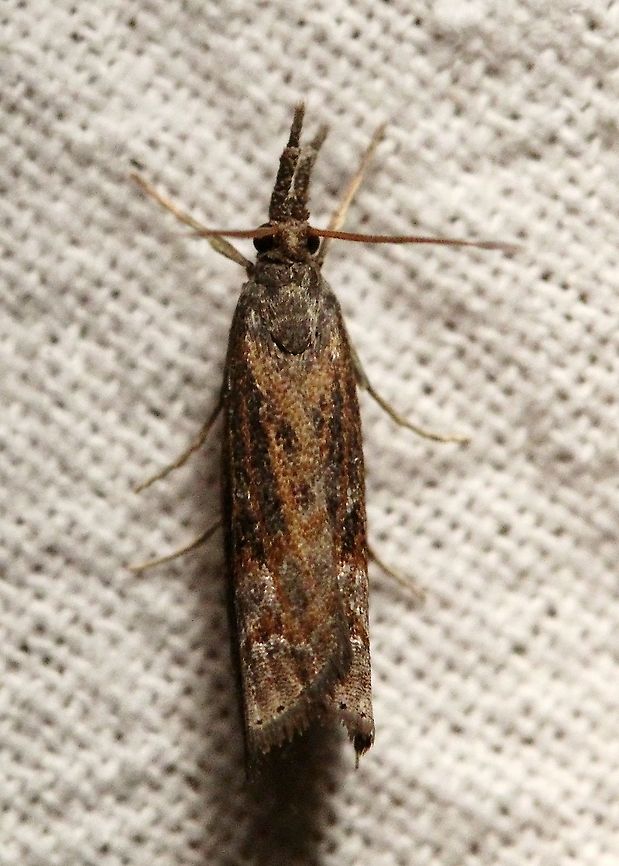 Neodactria luteolellus  Geotagged,Lepidoptera,Moth Week 2021,Neodactria luteolellus,Summer,United States,insect,moth