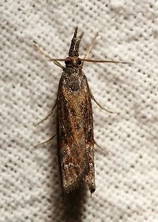 Neodactria luteolellus  Geotagged,Lepidoptera,Moth Week 2021,Neodactria luteolellus,Summer,United States,insect,moth