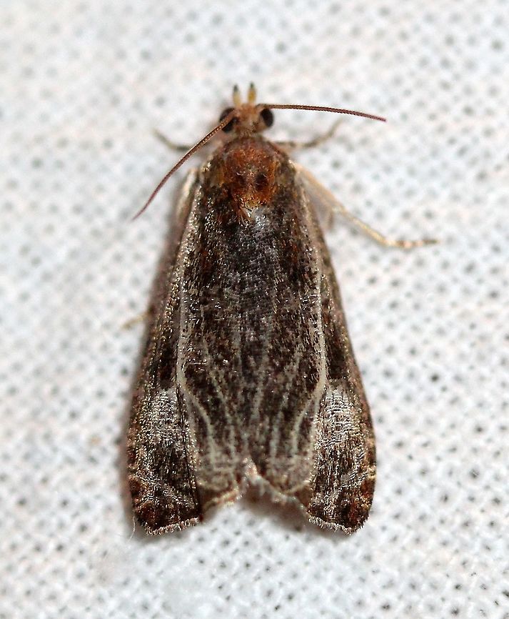 Olethreutes quadrifidum  Geotagged,Lepidoptera,Moth Week 2021,Olethreutes quadrifidum,Summer,Tortricidae,United States,insect,moth