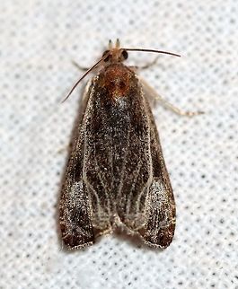 Olethreutes quadrifidum  Geotagged,Lepidoptera,Moth Week 2021,Olethreutes quadrifidum,Summer,Tortricidae,United States,insect,moth