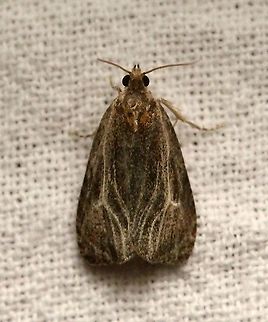 Olethreutes quadrifidum  Geotagged,Lepidoptera,Moth Week 2021,Olethreutes quadrifidum,Summer,Tortricidae,United States,insect,moth