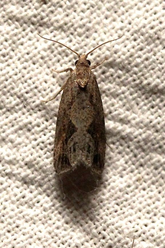 Endothenia nubilana  Cloudy Endothenia,Endothenia nubilana,Geotagged,Lepidoptera,Moth Week 2021,Summer,Tortricidae,United States,insect,moth