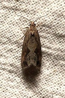 Endothenia nubilana  Cloudy Endothenia,Endothenia nubilana,Geotagged,Lepidoptera,Moth Week 2021,Summer,Tortricidae,United States,insect,moth