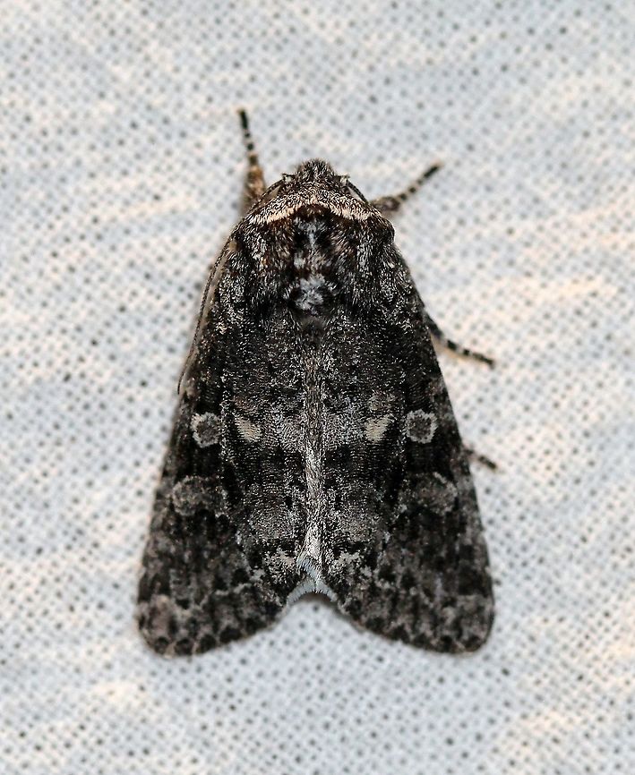 Egira dolosa  Egira dolosa,Geotagged,Lepidoptera,Noctuidae,Spring,United States,insect,moth