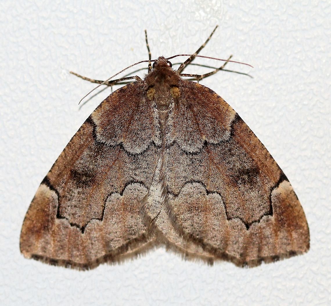 Spodolepis substriataria  Geometridae,Geotagged,Lepidoptera,Moth Week 2021,Spodolepis,Spodolepis substriataria,Spring,United States,insect,moth