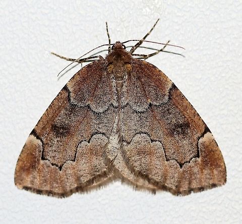 Spodolepis substriataria  Geometridae,Geotagged,Lepidoptera,Moth Week 2021,Spodolepis,Spodolepis substriataria,Spring,United States,insect,moth