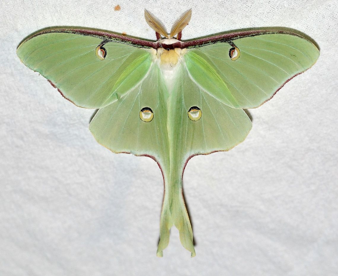 Actias luna (Luna Moth) First time I&#039;ve ever seen this moth here although it is a very common species. Actias luna,Geotagged,Lepidoptera,Luna Moth,Moth Week 2021,Saturniidae,Spring,United States,insect,moth