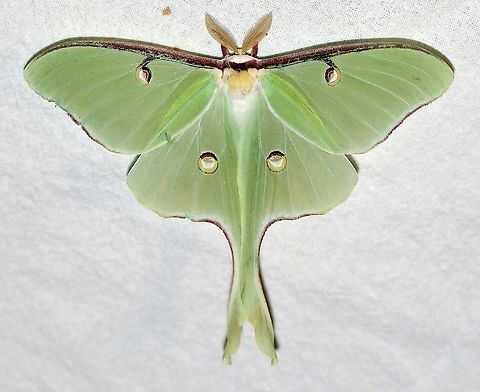 Actias luna (Luna Moth) First time I've ever seen this moth here although it is a very common species. Actias luna,Geotagged,Lepidoptera,Luna Moth,Moth Week 2021,Saturniidae,Spring,United States,insect,moth