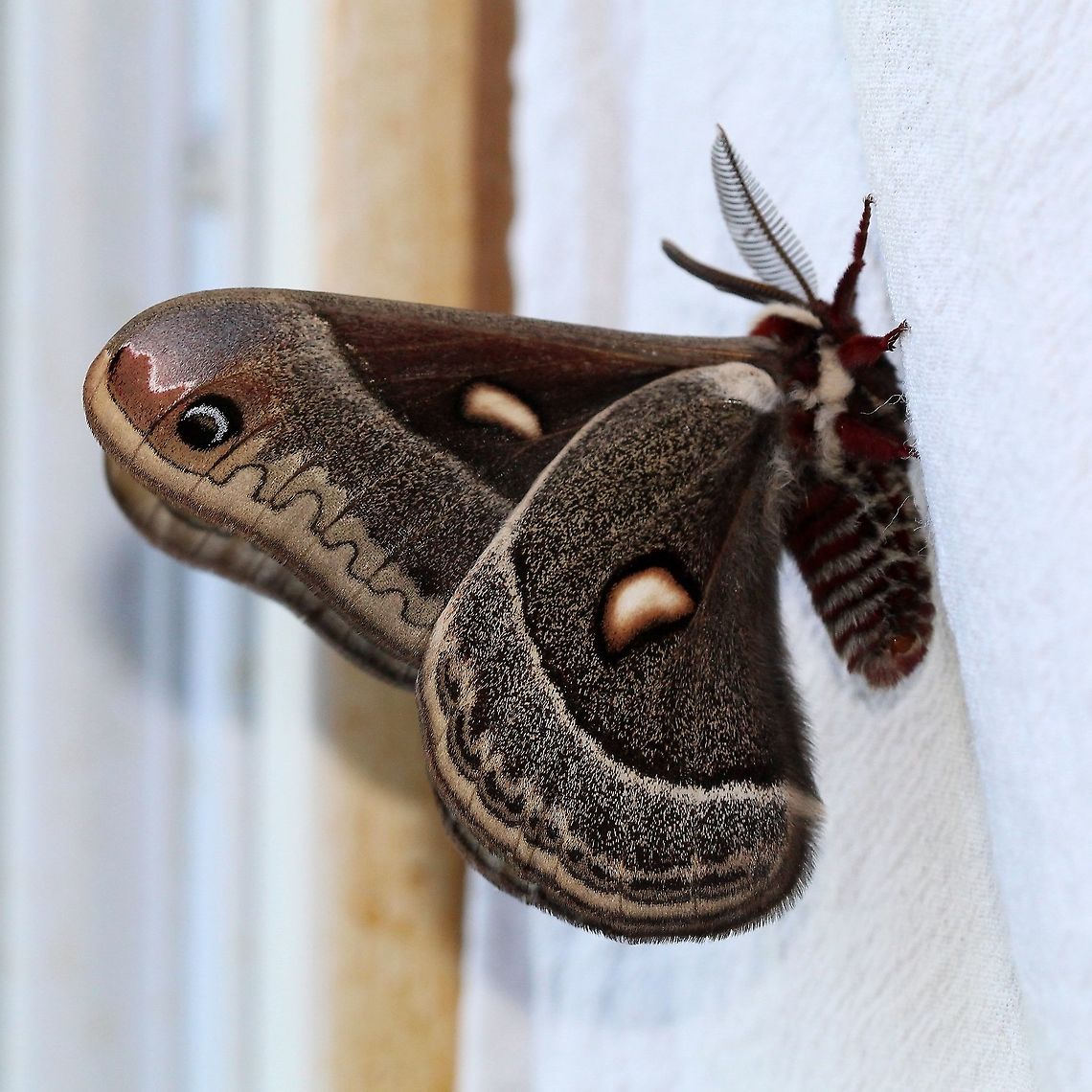 Hyalophora columbia (Columbia Silkmoth) I have found several cocoons here belonging to this genus but none were viable. This is the first time I've seen this moth at my place or any place for that matter. Geotagged,Giant Silk Moth,Hyalophora columbia,Lepidoptera,Moth Week 2021,Saturniidae,Spring,United States