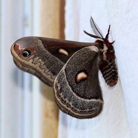 Hyalophora columbia (Columbia Silkmoth) I have found several cocoons here belonging to this genus but none were viable. This is the first time I've seen this moth at my place or any place for that matter. Geotagged,Giant Silk Moth,Hyalophora columbia,Lepidoptera,Moth Week 2021,Saturniidae,Spring,United States