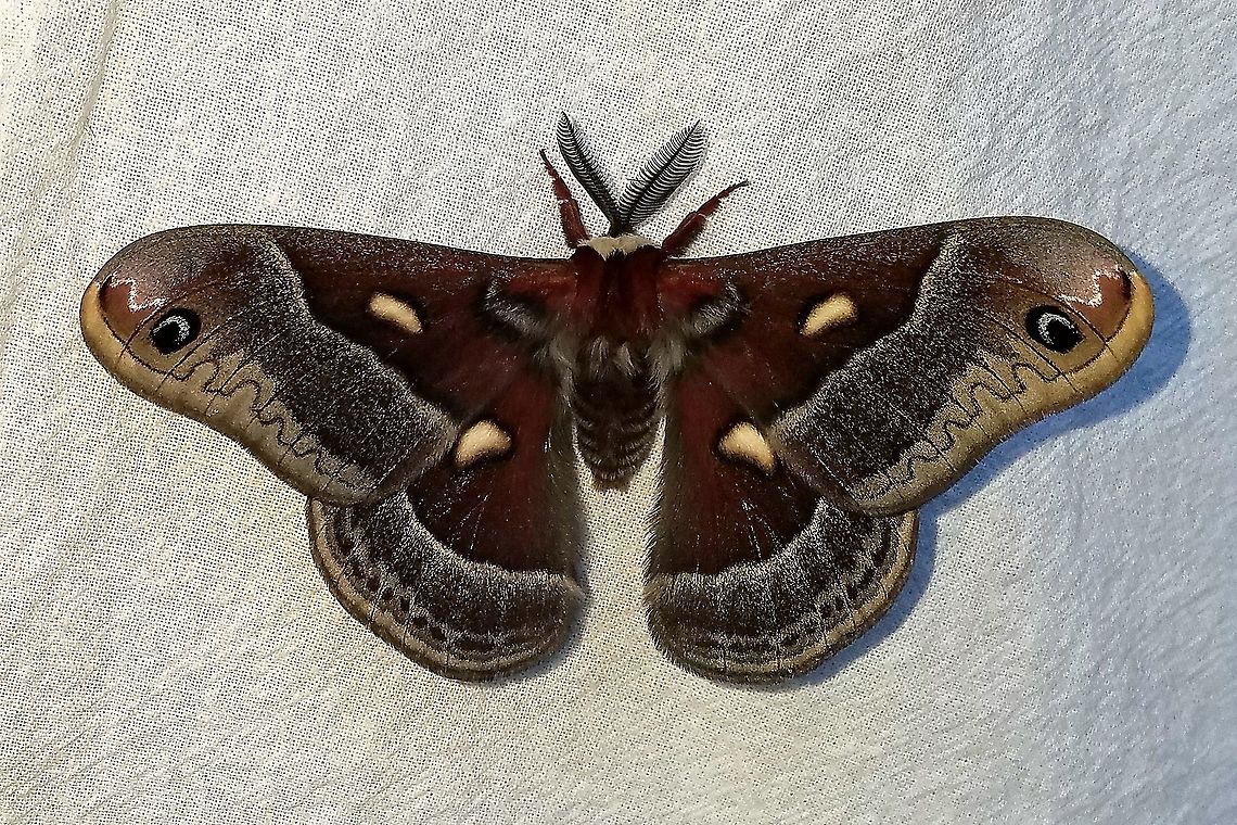 Hyalophora columbia (Columbia Silk Moth)  Geotagged,Hyalophora columbia,Lepidoptera,Moth Week 2021,Saturnidae,Spring,United States,giant silk moth,insect,moth