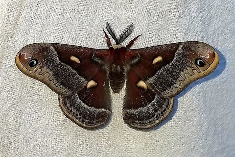Hyalophora columbia (Columbia Silk Moth)  Geotagged,Hyalophora columbia,Lepidoptera,Moth Week 2021,Saturnidae,Spring,United States,giant silk moth,insect,moth