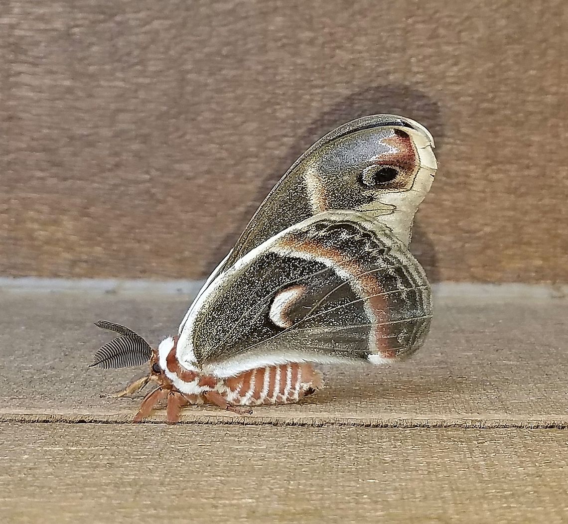 Hyalophora cecropia (Cecropia Moth) As with H. columbia I have found several cocoons here belonging to this genus but none were viable. This is the first time I've seen this moth at my place or any place for that matter. Cecropia Moth,Geotagged,Hyalophora cecropia,Lepidoptera,Moth Week 2021,Saturniidae,Spring,United States,giant silk moths,insect,moth