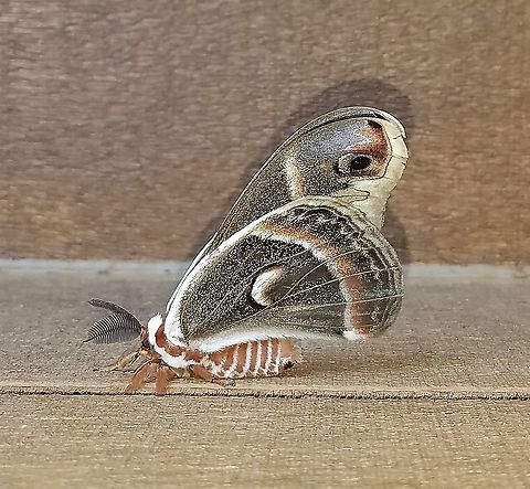 Hyalophora cecropia (Cecropia Moth) As with H. columbia I have found several cocoons here belonging to this genus but none were viable. This is the first time I've seen this moth at my place or any place for that matter. Cecropia Moth,Geotagged,Hyalophora cecropia,Lepidoptera,Moth Week 2021,Saturniidae,Spring,United States,giant silk moths,insect,moth