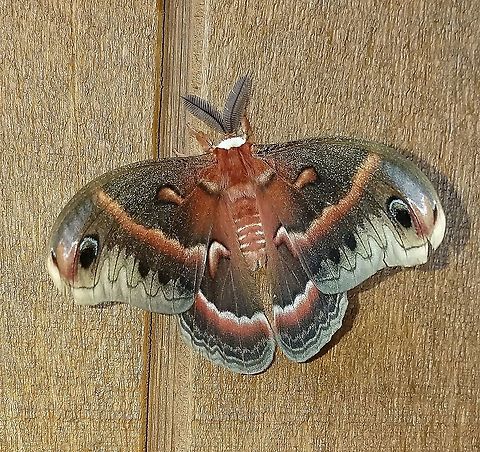 Hyalophora cecropia (Cecropia Moth)  Cecropia Moth,Geotagged,Hyalophora cecropia,Lepidoptera,Moth Week 2021,Saturniidae,Spring,United States,giant silk moths,insect,moth