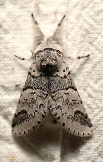 Furcula occidentalis (Western Furcula Moth)  Furcula occidentalis,Geotagged,Lepidoptera,Moth Week 2021,Notodontidae,Summer,United States,insect,moth,western furcula moth