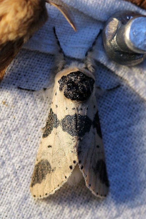 Furcula modesta (Modest Furcula)  Furcula modesta,Geotagged,Lepidoptera,Moth Week 2021,Notodontidae,Summer,United States,insect,moth