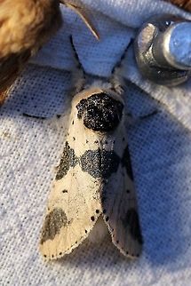 Furcula modesta (Modest Furcula)  Furcula modesta,Geotagged,Lepidoptera,Moth Week 2021,Notodontidae,Summer,United States,insect,moth