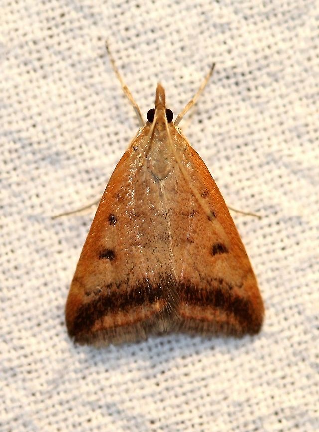 Pyrausta fodinalis Moth species 660 for the home checklist. Hoping to identify enough to reach 700 this summer. Crambidae,Geotagged,Moth Week 2021,Pyrausta fodinalis,Pyraustinae,Summer,United States,insect,lepidoptera,moth,moth week