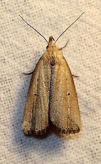 Macrochilo orciferalis With a little less dark streaking than is typical. Erebidae,Geotagged,Herminiinae,Macrochilo orciferalis,Moth Week 2021,Summer,United States,fan-foot,insect,lepidoptera,moth,owlet moths