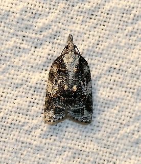 Platynota exasperatana  Exasperating platynota moth,Geotagged,Lepidoptera,Moth Week 2021,Platynota exasperatana,Summer,Tortricidae,United States,insect,moth