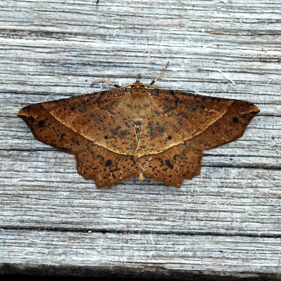 Euchlaena tigrinaria  Euchlaena tigrinaria,Geometridae,Geotagged,Moth Week 2021,Spring,United States,insect,lepioptera,moth