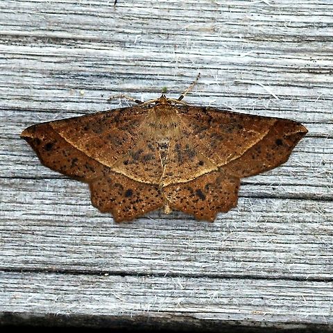 Euchlaena tigrinaria  Euchlaena tigrinaria,Geometridae,Geotagged,Moth Week 2021,Spring,United States,insect,lepioptera,moth