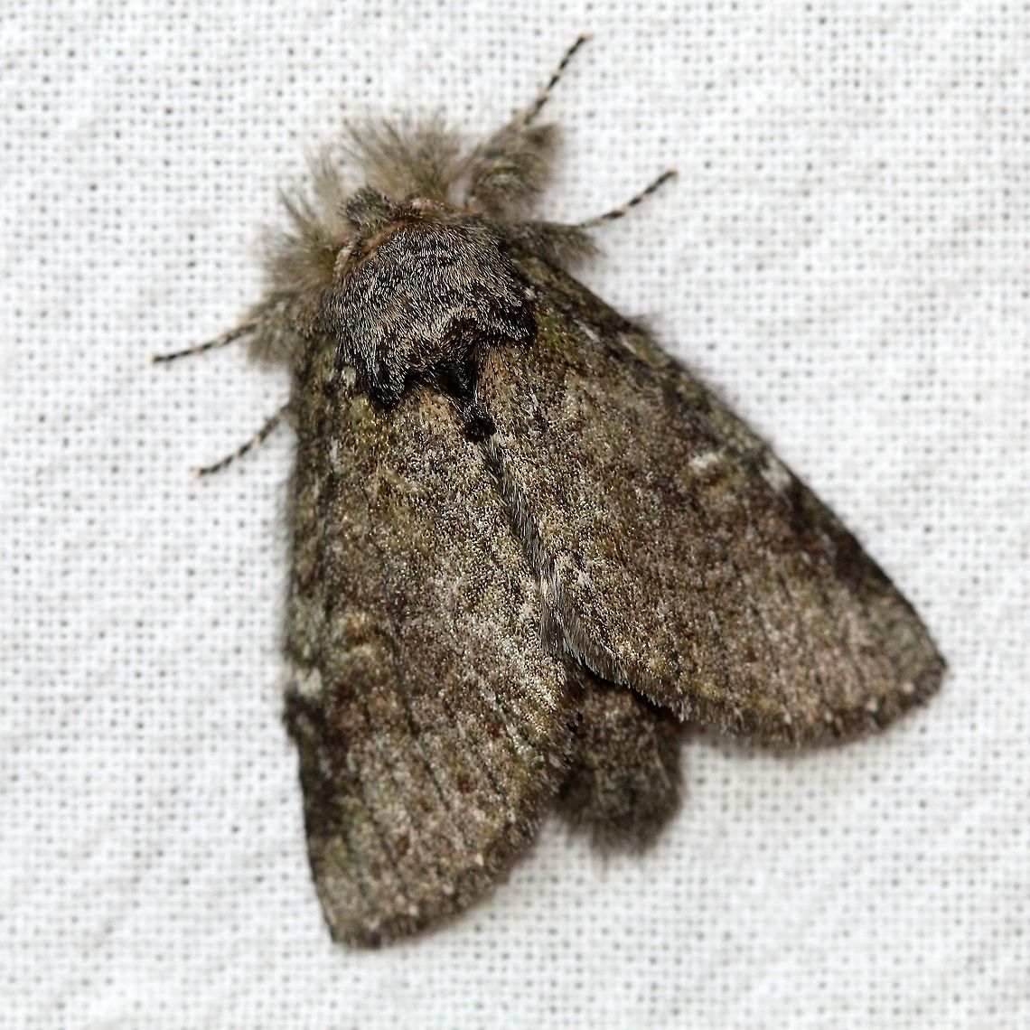 Heterocampa biundata  Geotagged,Heterocampa biundata,Lepidoptera,Moth Week 2021,Notodontidae,Prominent Moths,Spring,United States,Wavy-lined Heterocampa Moth,insect,moth