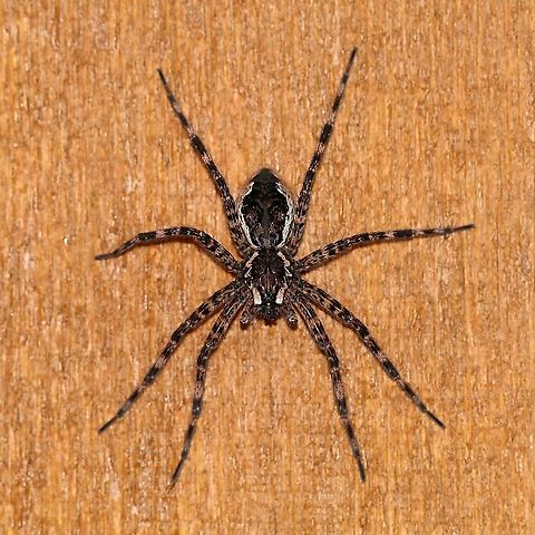 Dolomedes tenebrosus  Dark Fishing Spider,Dolomedes tenebrosus,Geotagged,Nursery Web Spiders,Pisauridae,Spring,United States,arachnida,spider