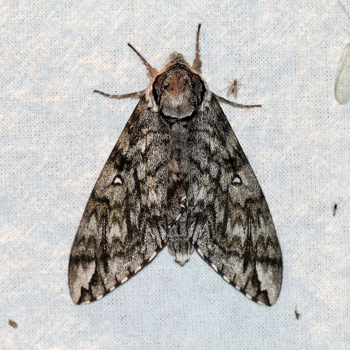 Ceratomia undulosa  Ceratomia undulosa,Geotagged,Lepidoptera,Moth Week 2021,Spring,United States,Waved Sphinx,insect,moth,sphingidae