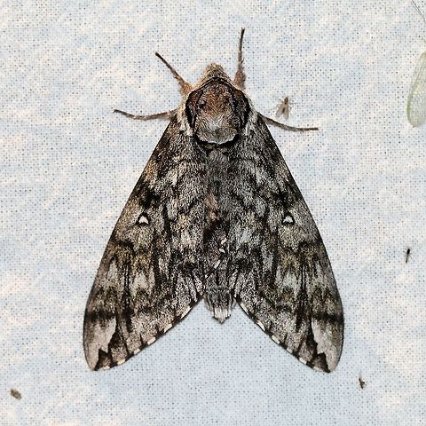 Ceratomia undulosa  Ceratomia undulosa,Geotagged,Lepidoptera,Moth Week 2021,Spring,United States,Waved Sphinx,insect,moth,sphingidae