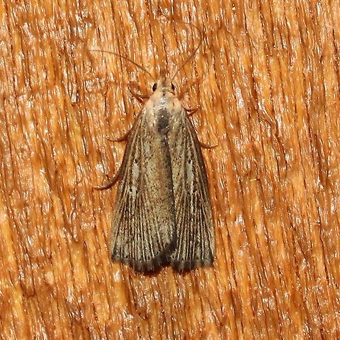 Macrochilo orciferalis Maybe Geotagged,Macrochilo orciferalis,Noctuidae,Summer,United States,insect,lepidoptera,moth,owlet moths