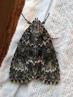 Acronicta fragilis  Acronicta fragilis,Dagger Moths,Fragile dagger moth,Geotagged,Lepidoptera,Moth Week 2021,Spring,United States,insect,moth