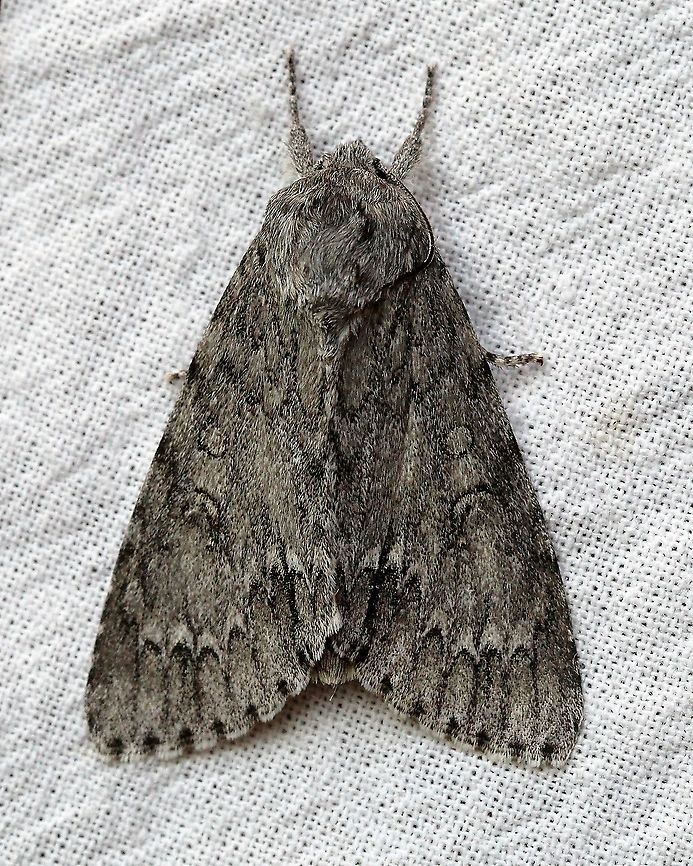 Acronicta americana  Acronicta americana,American Dagger Moth,Dagger Moths,Geotagged,Moth Week 2021,Spring,United States,insect,lepidoptera,moth