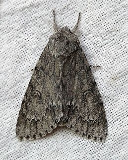 Acronicta americana  Acronicta americana,American Dagger Moth,Dagger Moths,Geotagged,Moth Week 2021,Spring,United States,insect,lepidoptera,moth