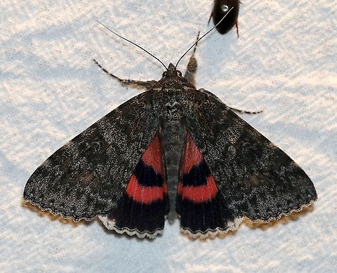 Catocala briseis Dark form if my id is right. Catocala briseis,Geotagged,Moth Week 2021,Summer,United States,insect,lepidoptera,moth